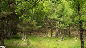 Forêt de Marsanne
