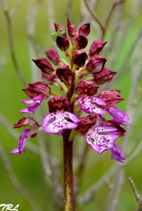 L'Orchis pourpre