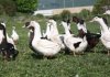 Foie gras et spécialité de canard - Le Mas du Barral
