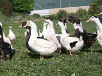 Foie gras et spécialité de canard - Le Mas du Barral